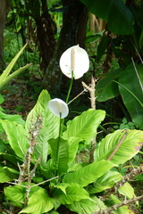 Liliopsida