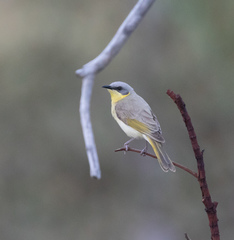 Ptilotula keartlandi