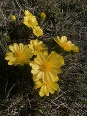 Adonis vernalis