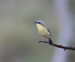 Ptilotula keartlandi