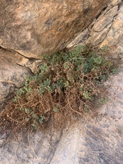 Phacelia perityloides