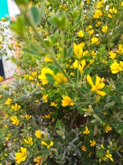 Genista monspessulana