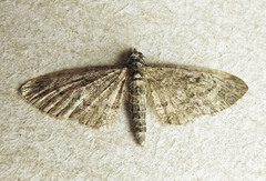 Eupithecia lariciata