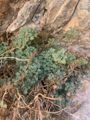 Phacelia perityloides