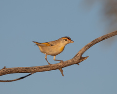 Pardalotus rubricatus