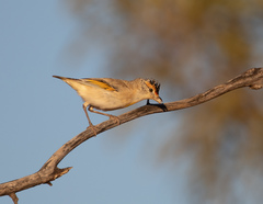 Pardalotus rubricatus