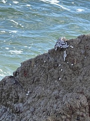 Echinolittorina modesta