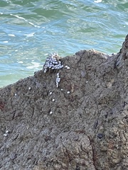 Echinolittorina modesta