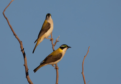 Melithreptus gularis laetior