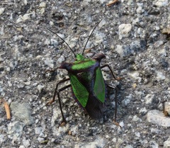Pentatoma parametallifera