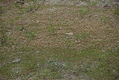 Leptosiphon ciliatus
