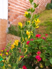 Genista monspessulana