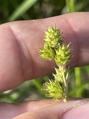 Carex reniformis