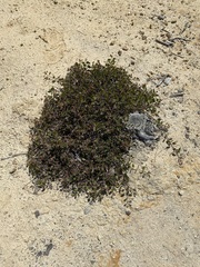 Arctostaphylos hookeri