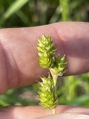 Carex reniformis