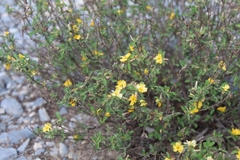Turnera diffusa
