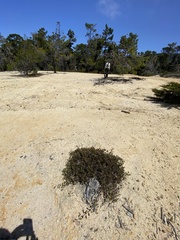 Arctostaphylos hookeri