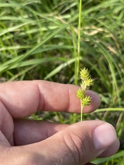 Carex reniformis