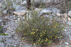 Turnera diffusa