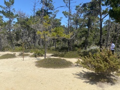 Arctostaphylos hookeri