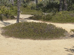 Arctostaphylos hookeri