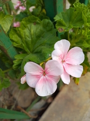 Pelargonium