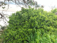 Buxus microphylla