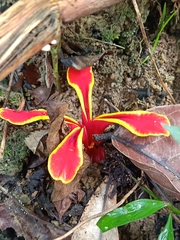 Etlingera littoralis