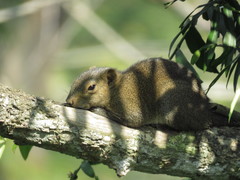Callosciurus pygerythrus