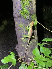 Diploderma polygonatum