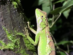 Diploderma polygonatum