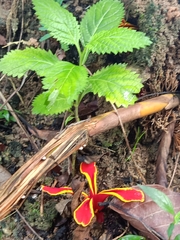 Etlingera littoralis