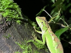 Diploderma polygonatum