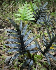 Giant staghorn fern (Phymatosorus grossus)