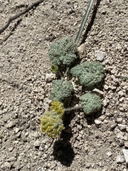 Oreonana vestita