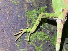 Diploderma polygonatum