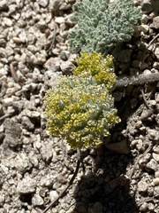 Oreonana vestita
