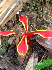 Etlingera littoralis