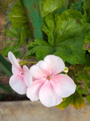 Pelargonium