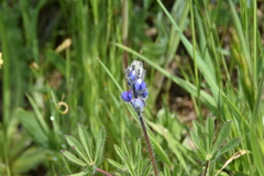 Lupinus polycarpus