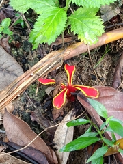 Etlingera littoralis