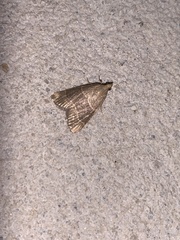 Hypsopygia planalis