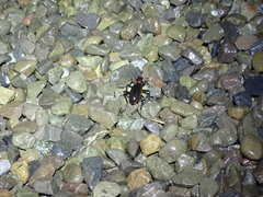 Carabus nankotaizanus