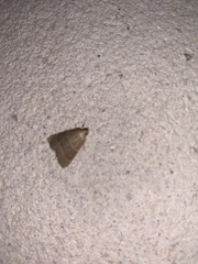 Hypsopygia planalis