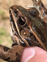 Lithobates blairi