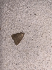 Hypsopygia planalis
