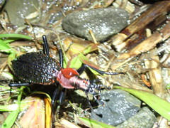 Carabus nankotaizanus
