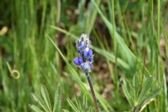 Lupinus polycarpus