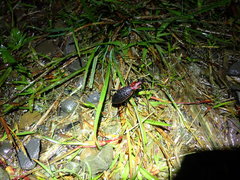 Carabus nankotaizanus
