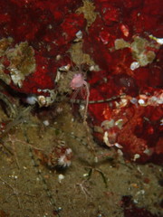 Ectopleura marina